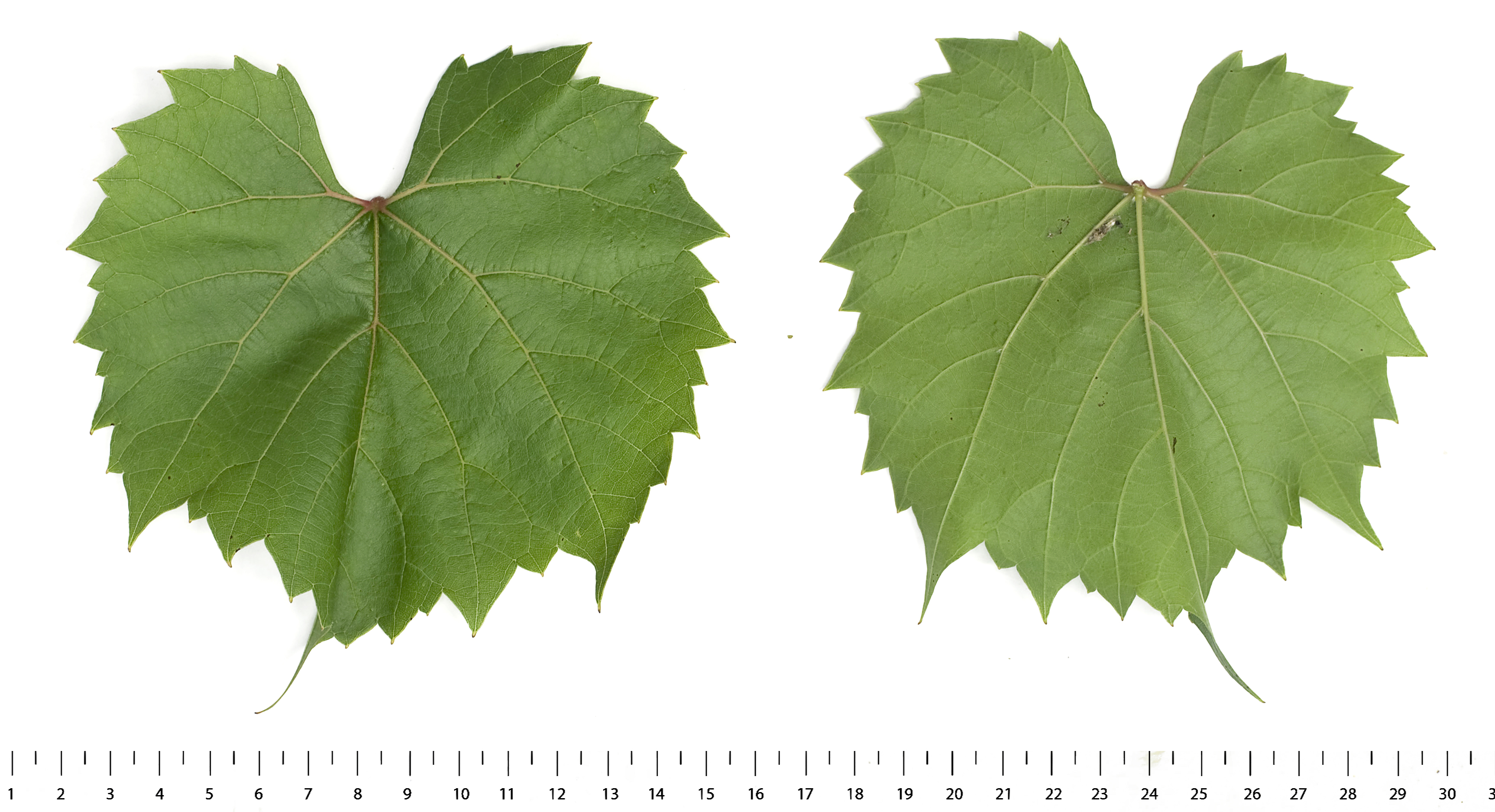 VIVC3160 COUDERC 3309 Mature leaf 18952