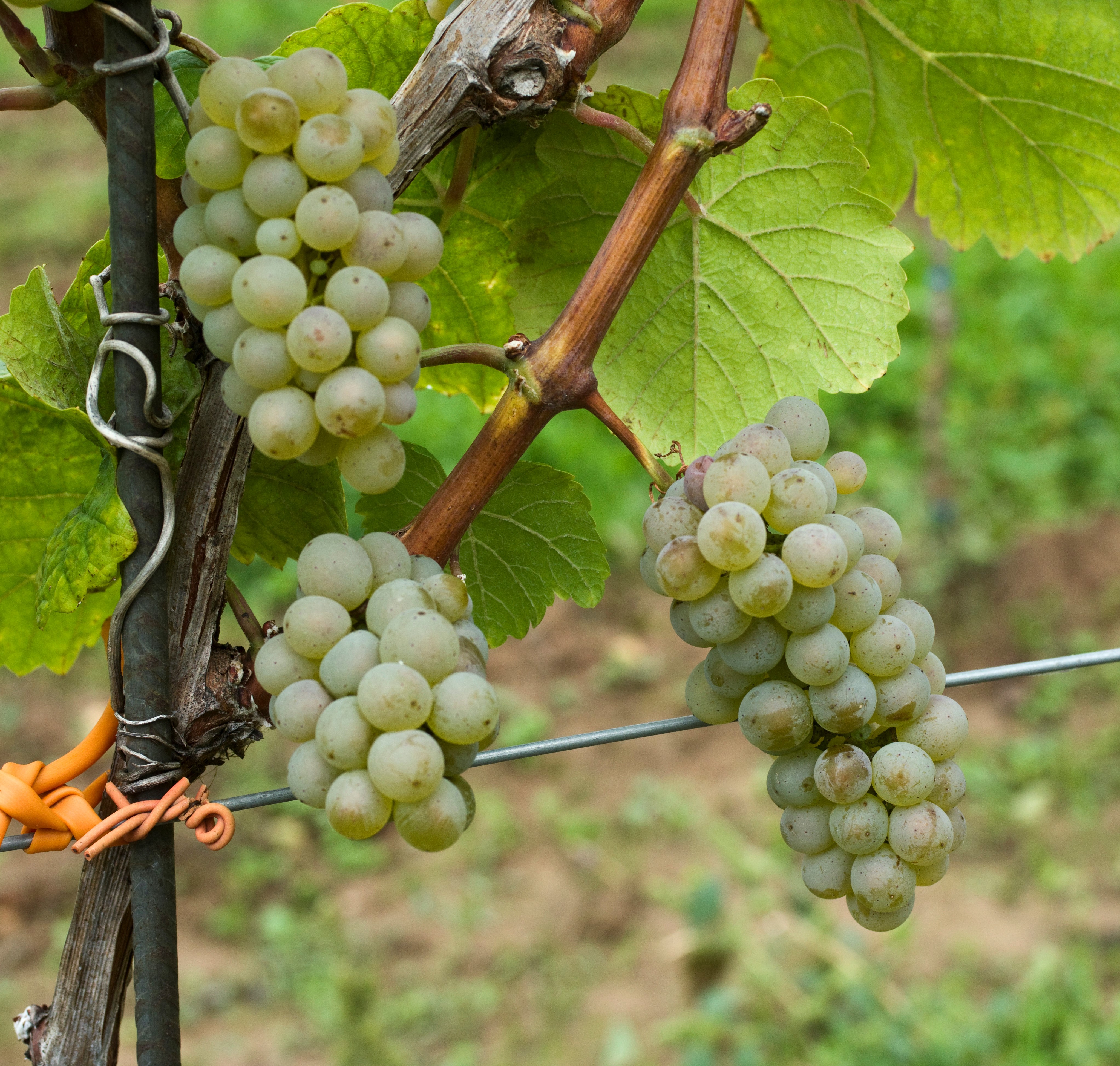 VIVC23324 ADELFRAENKISCH Cluster in the field 18510