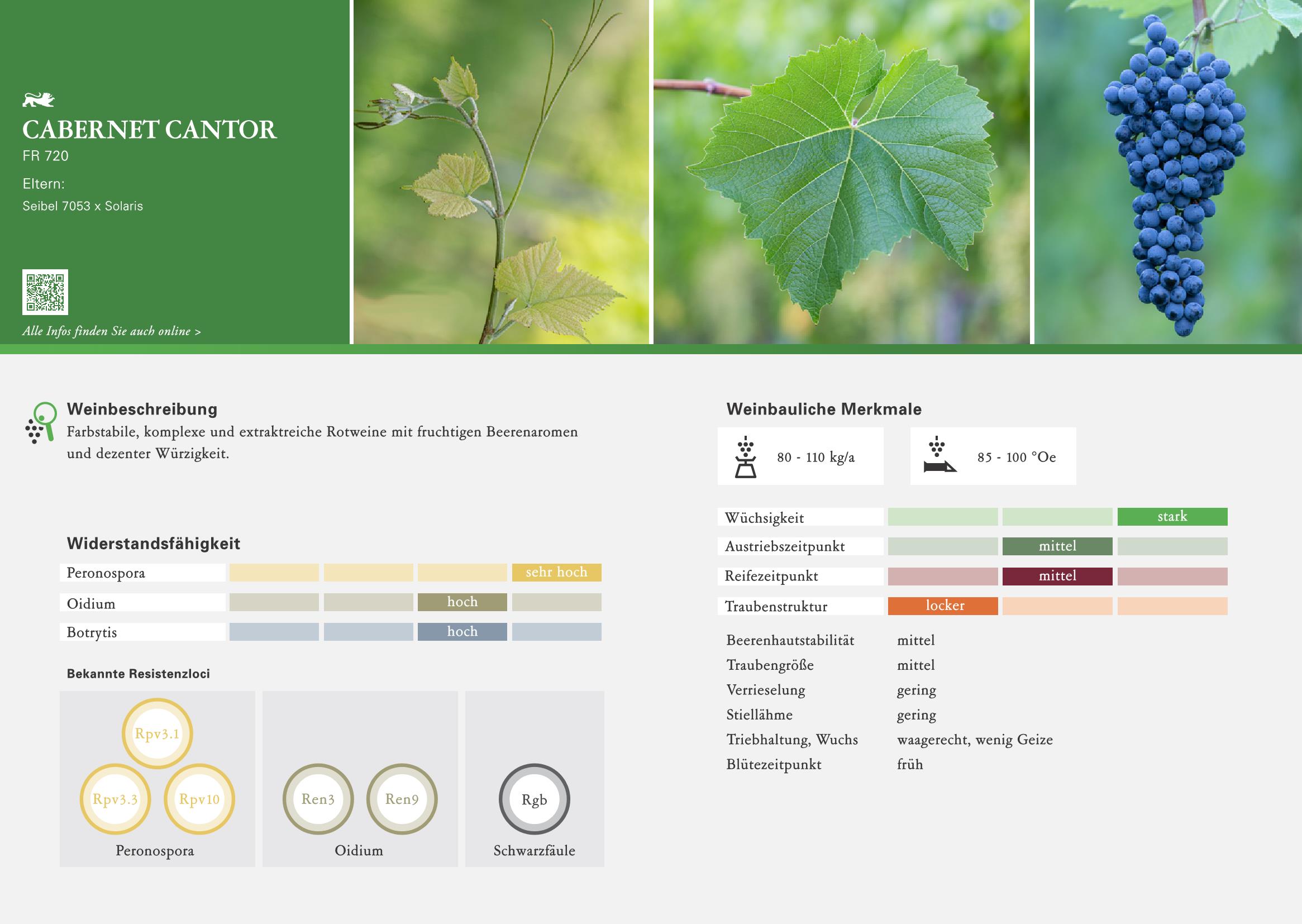 WBI Rebsortenbroschüre CABERNETCANTOR Page 1