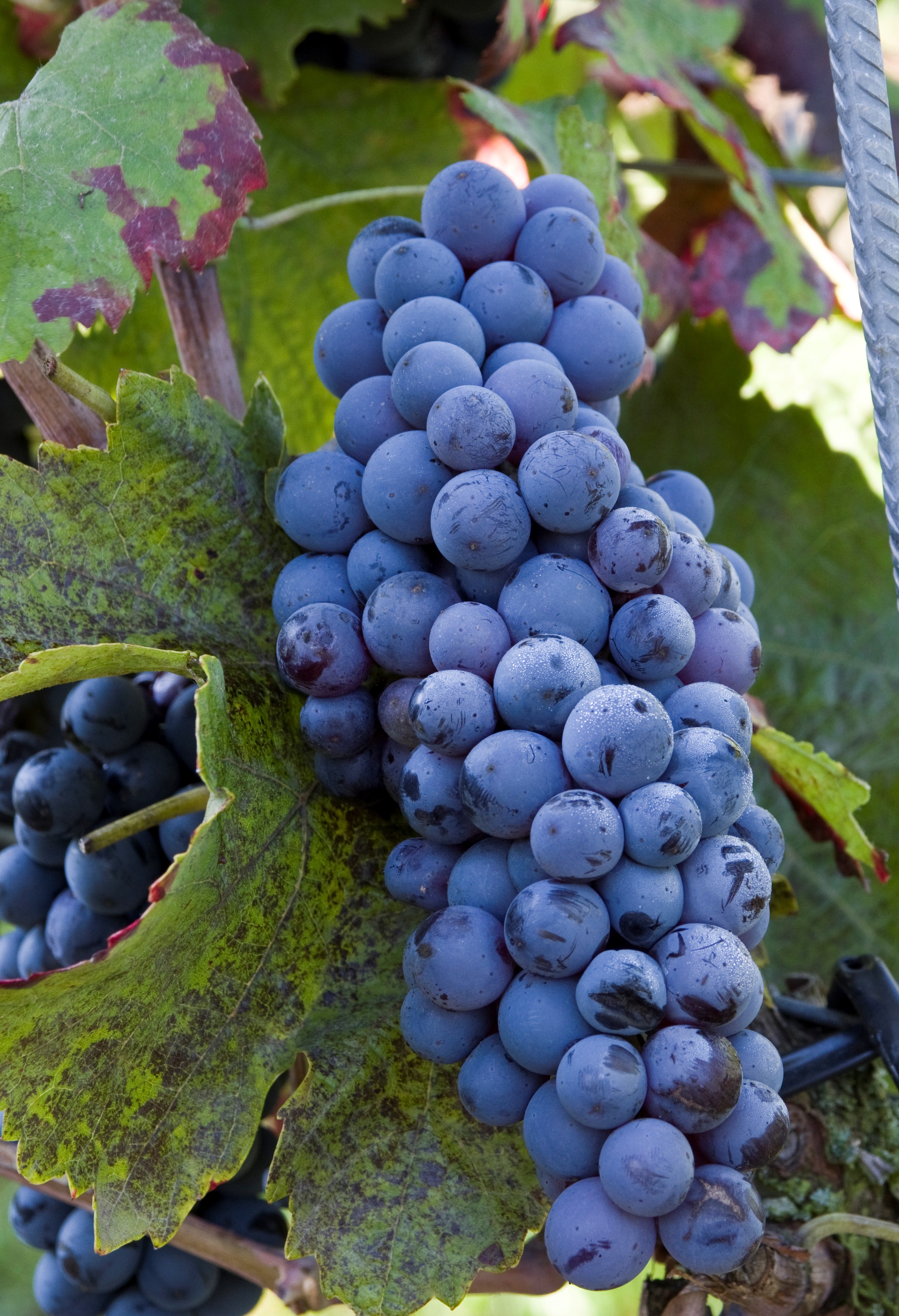 VIVC22826 CABERNET COLONJES Cluster in the field 13508 1