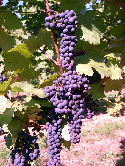 Cabernet Dorio (C) LWG Bayern