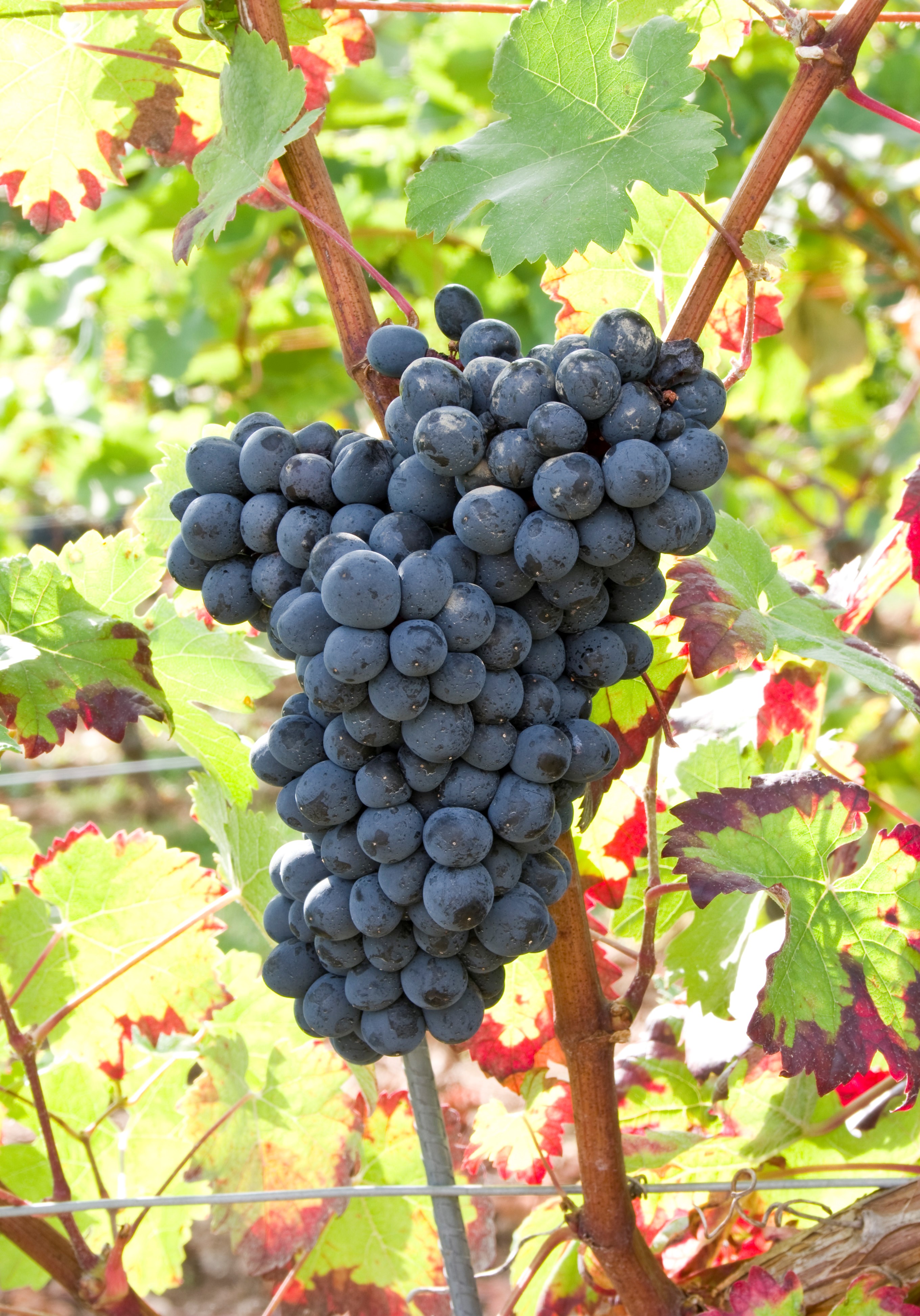 VIVC3724 DUNKELFELDER Cluster in the field 16985