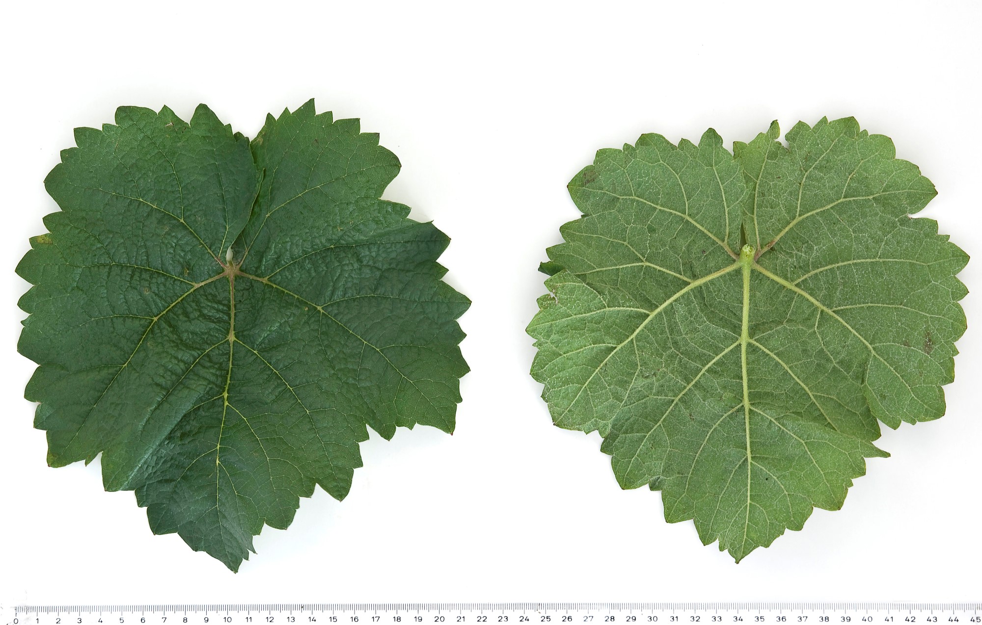 VIVC3865 ELBLING WEISS Mature leaf 9275