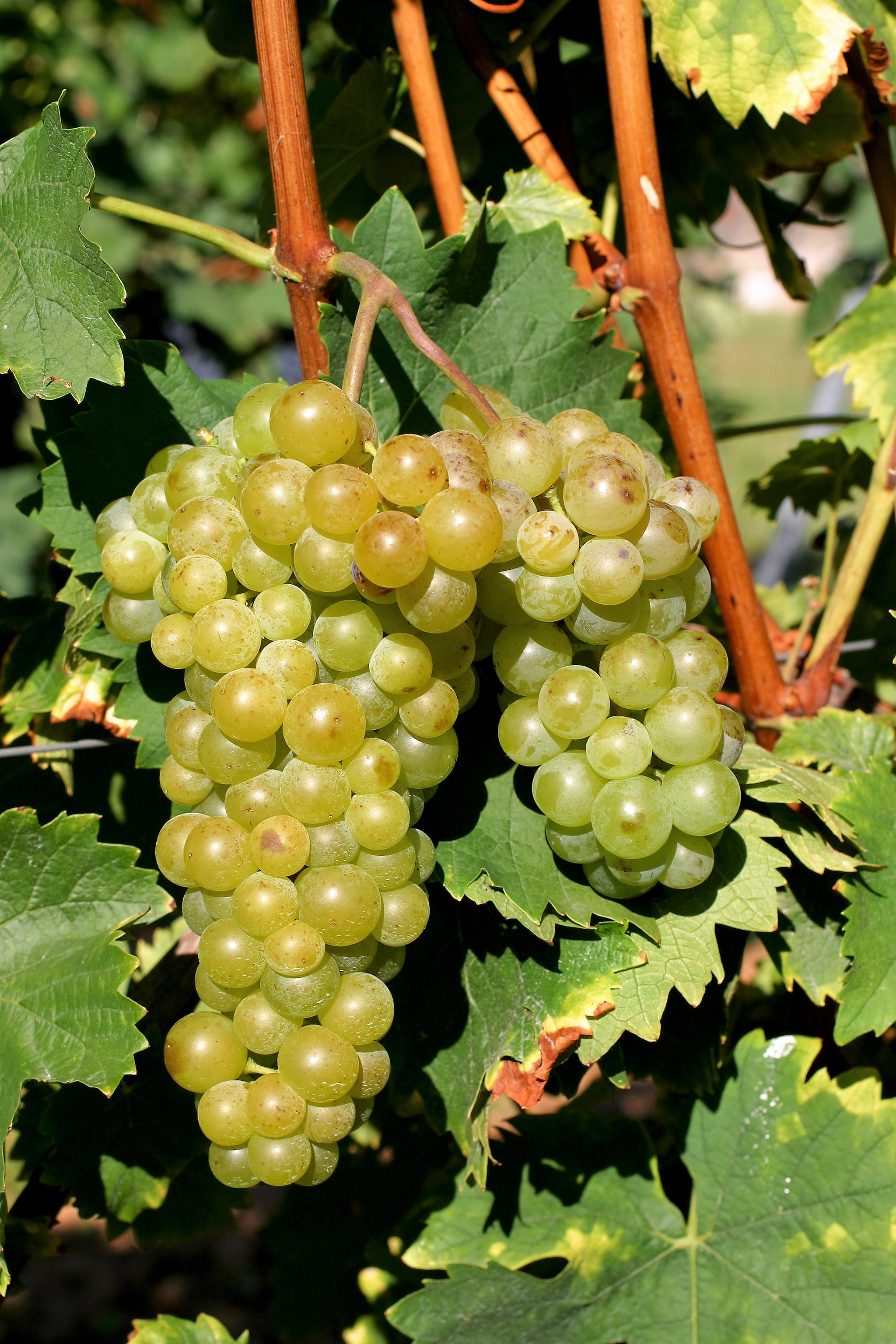 VIVC8193 MUSCAT A PETITS GRAINS BLANCS Cluster in the field 9029