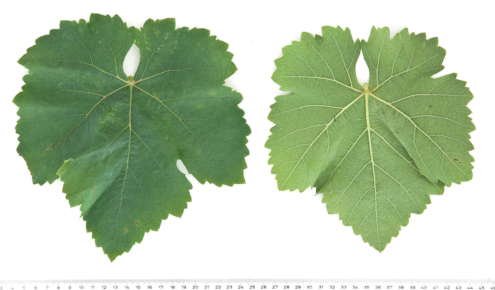 VIVC8501 NEUBURGER Mature leaf 9441