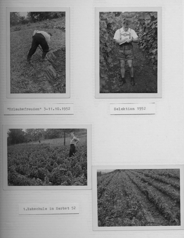 Vinzenz Antes in der ersten Rebschule 1952