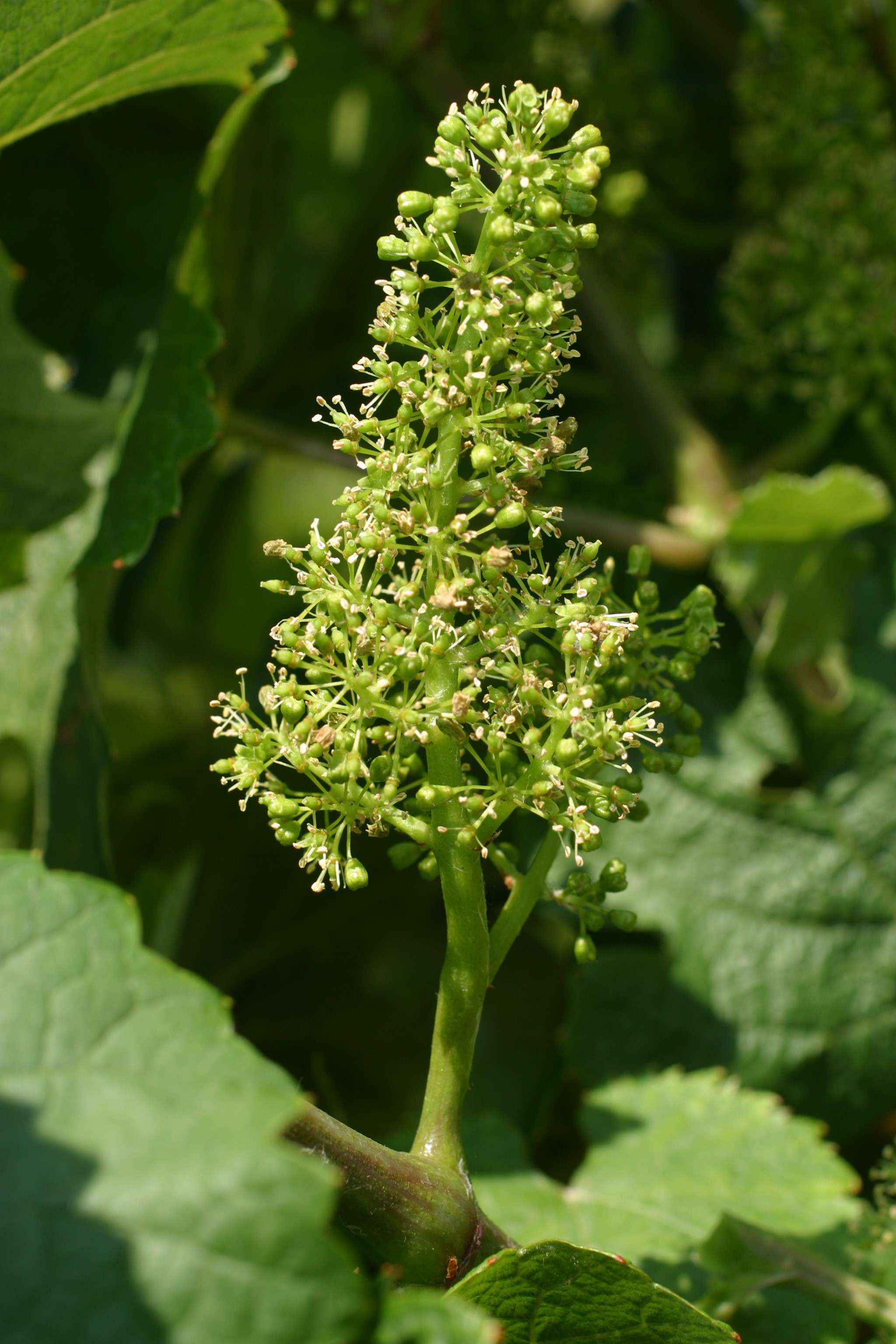 VIVC10077 RIESLING WEISS Flower 7816