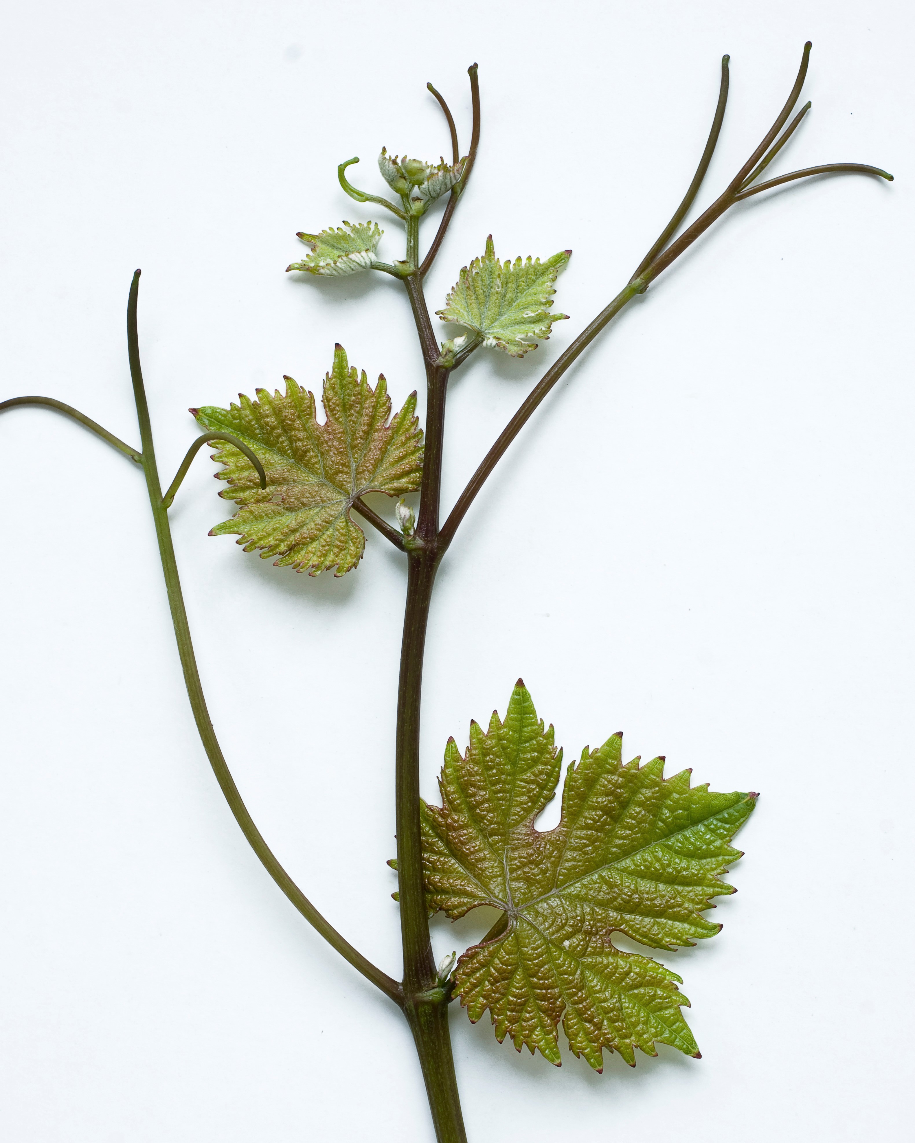 VIVC10077 RIESLING WEISS Shoot tip 19594