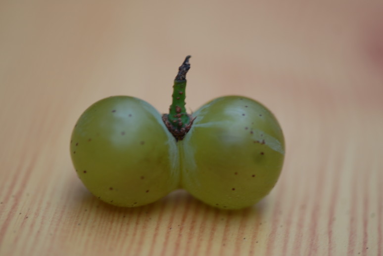 Riesling_Doppelbeere_ANT_1457