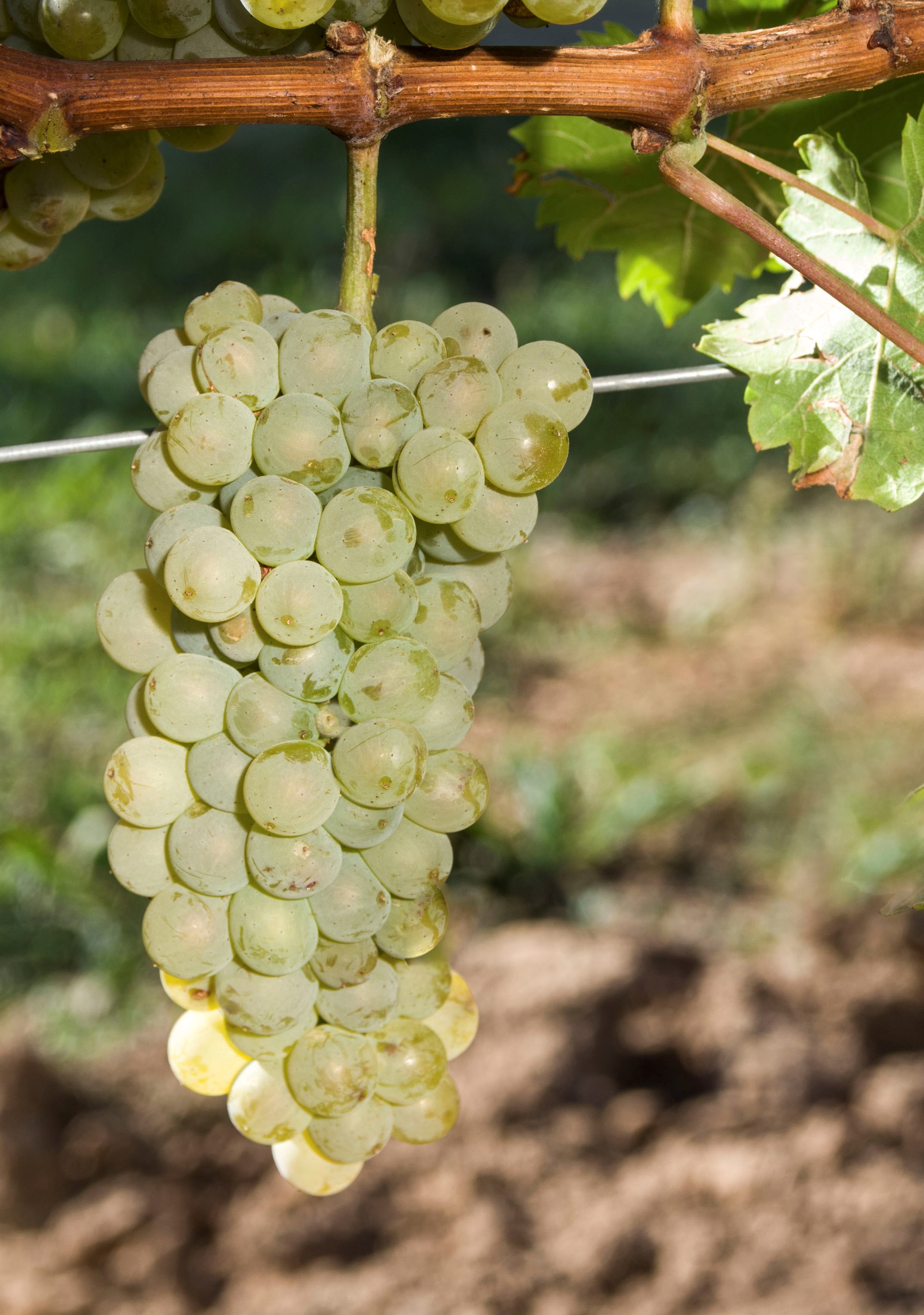 VIVC24884 SAUVIGNON NEPIS Cluster in the field 20358