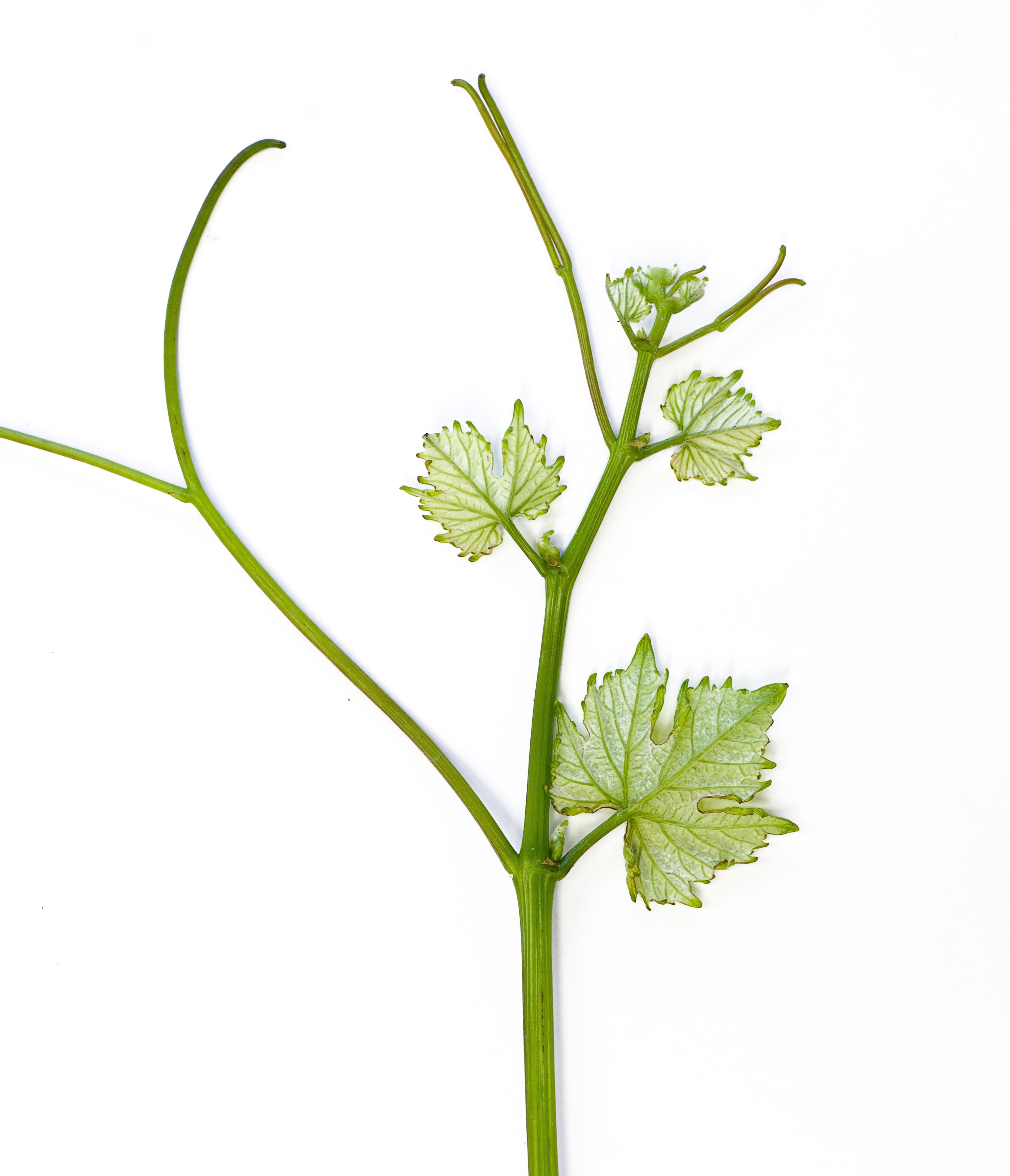 VIVC11796 SILCHER Shoot tip 19488