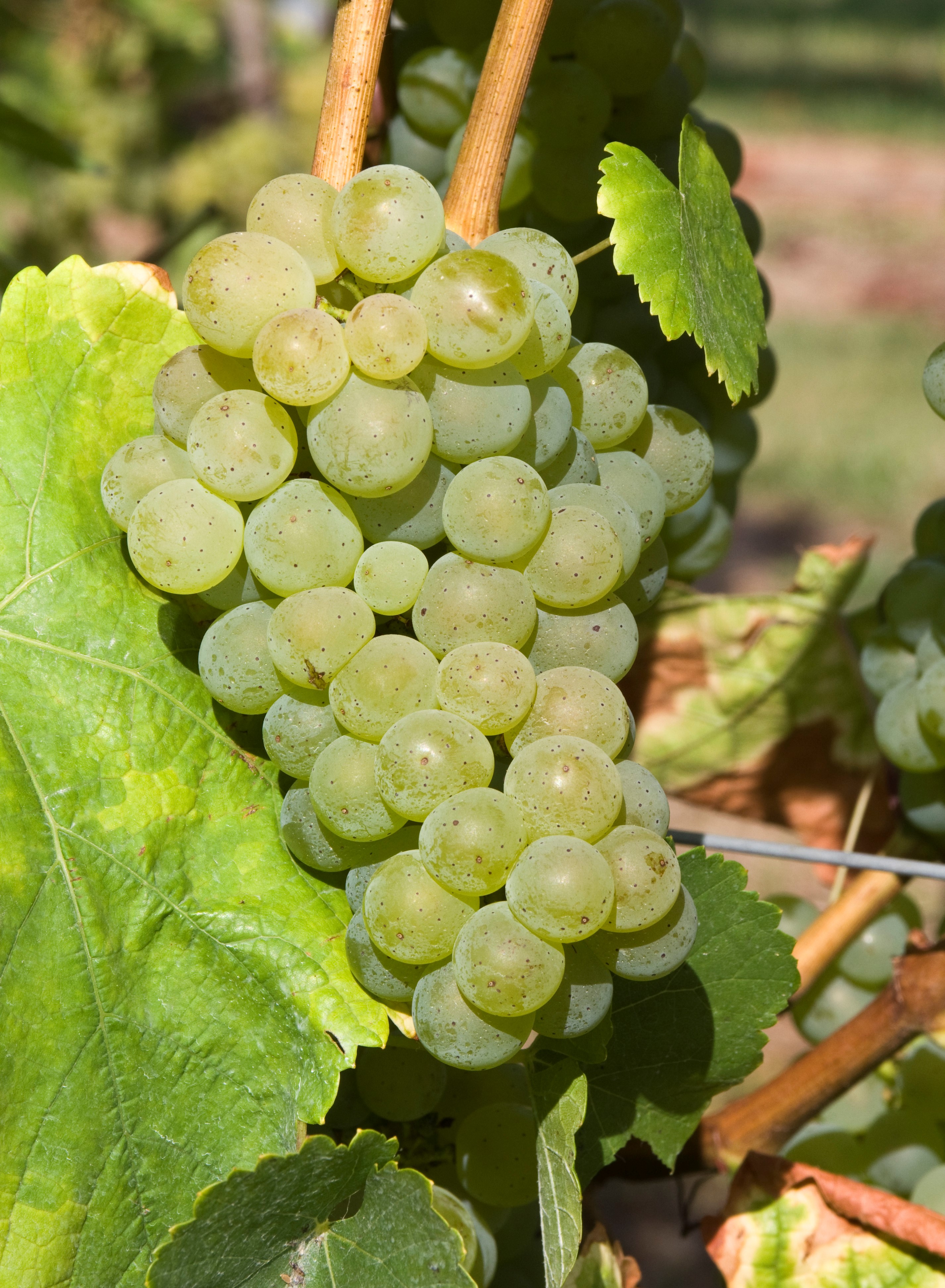 VIVC11805 SILVANER GRUEN Cluster in the field 17325