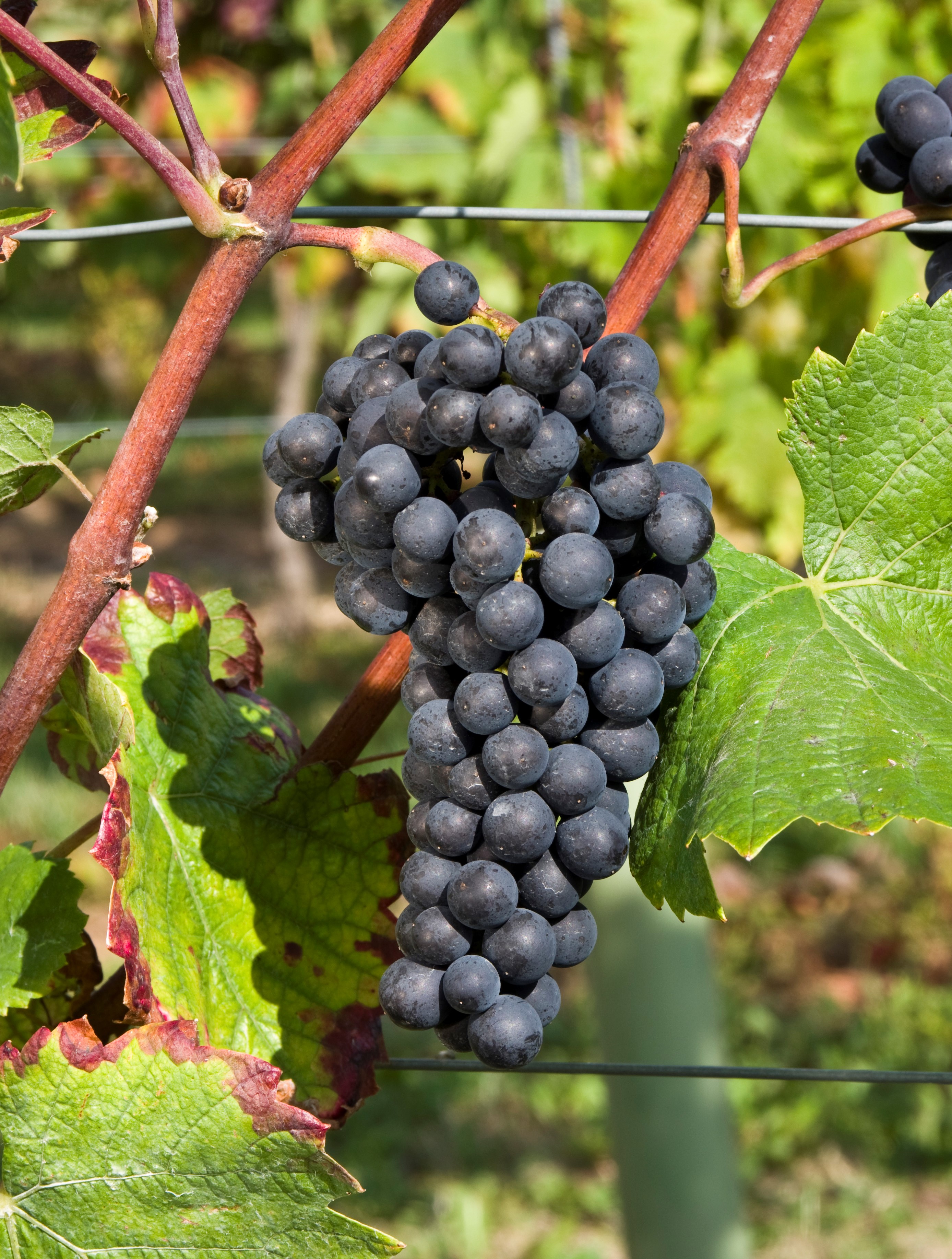VIVC9279 PINOT NOIR Cluster in the field 17200