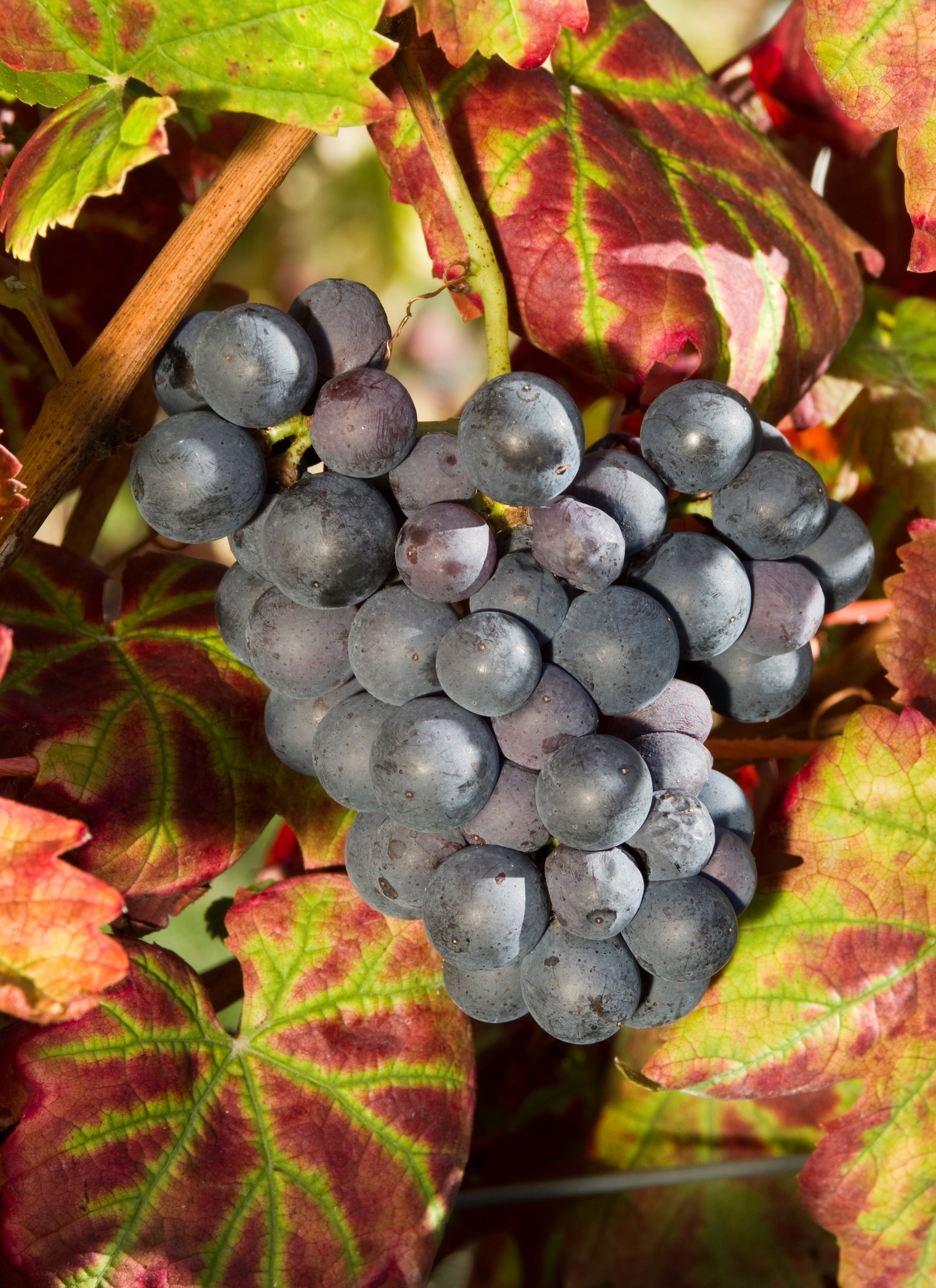 VIVC16156 TAUBERSCHWARZ Cluster in the field 17345