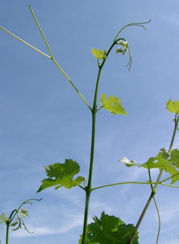 Triebspitze der Rebsorte Cabernet Carbon