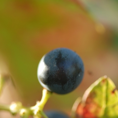 ANT 0343