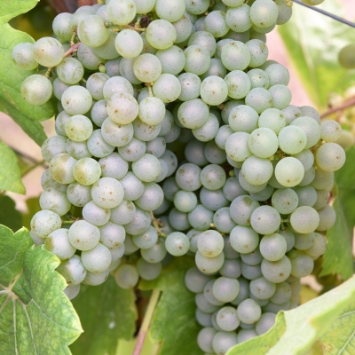 DonauveltlinerANT 4222