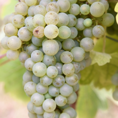 DonauveltlinerANT 4224