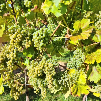 Donauveltliner 20210925 152754