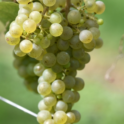 Donauveltliner ANT 2698